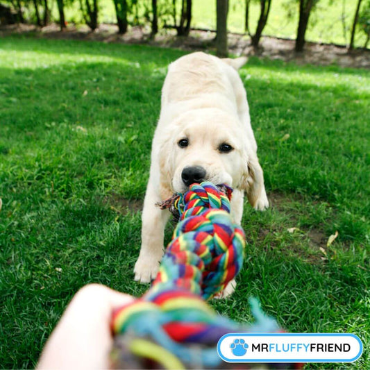 子犬に必要な運動はどれくらい？