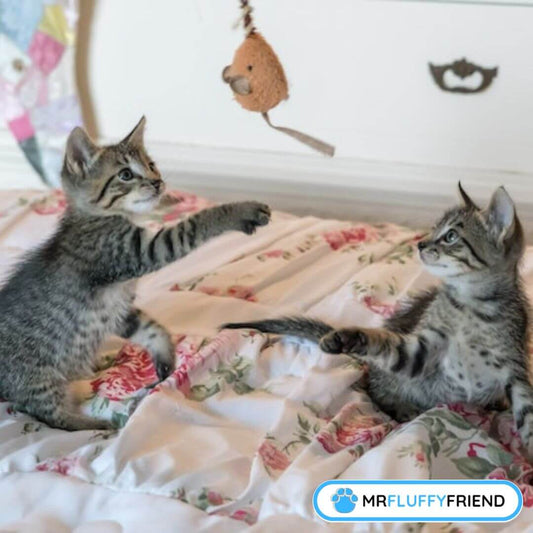 猫ちゃんの問題行動への対策