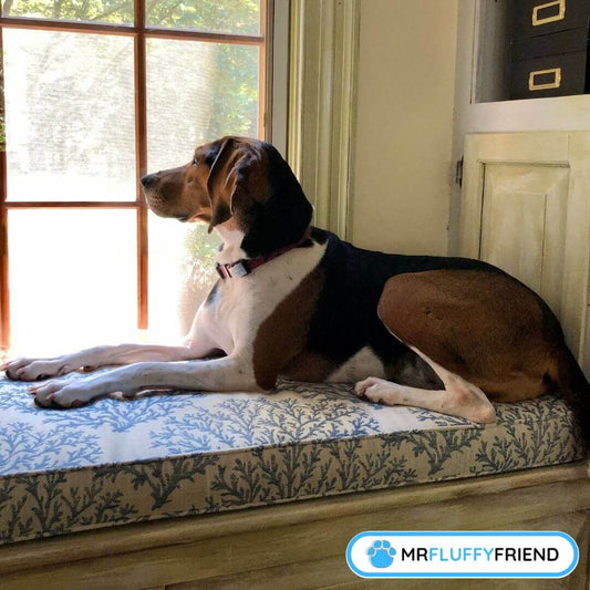 分離不安症になりにくい犬種１０選