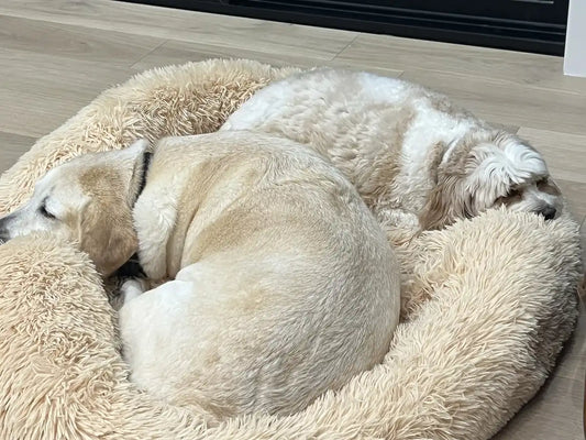 クリーム色のドーナツ型ベッドで眠るラブラドールと白い犬。