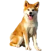  Dog サイズ: 4XL
