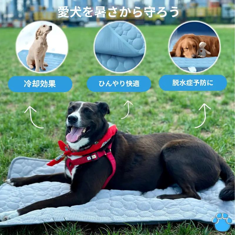 最高の犬用クールマット - MrFluffyFriend