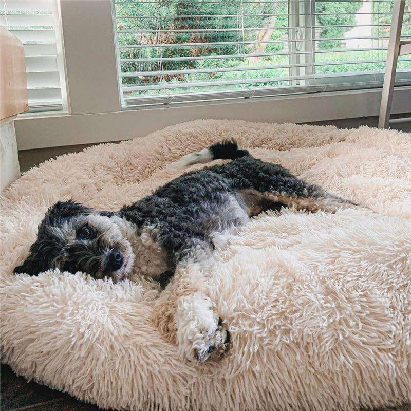 アプリコット色のふわふわ犬用ベッドでお昼寝中のワンコ