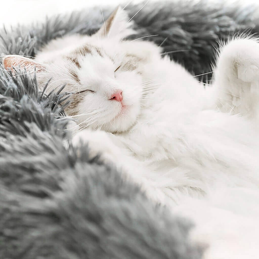 MrFluffyFriend™-世界一の不安解消ペット用ベッド